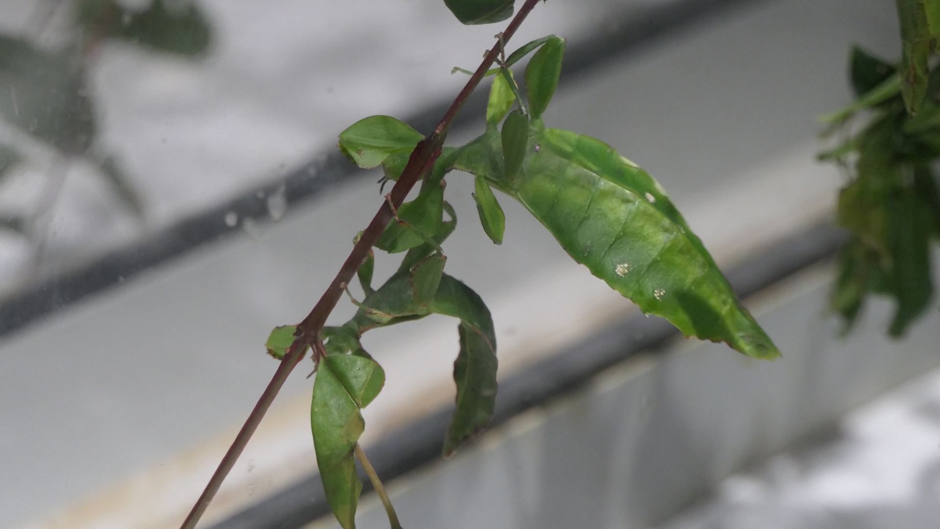 Australian Leaf Insect