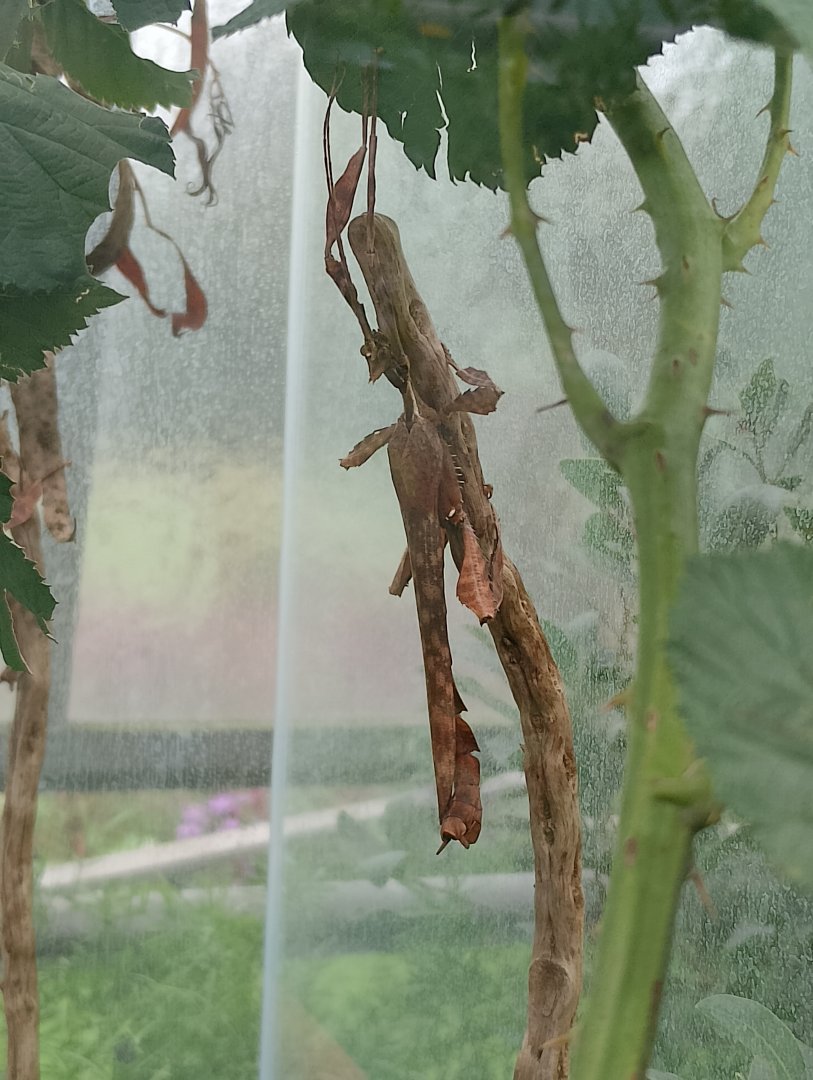 Australian leaf insect