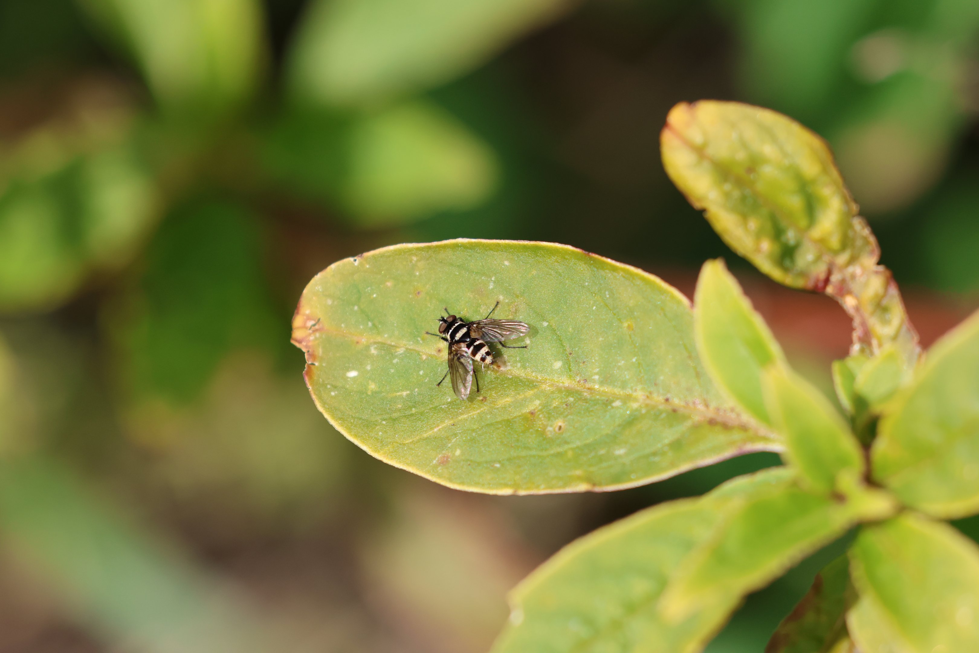 Australian Leafroller Bristle-Fly (Trigonospila brevifacies), Pencarrow Coast Road (Lower Hutt, Wellington)