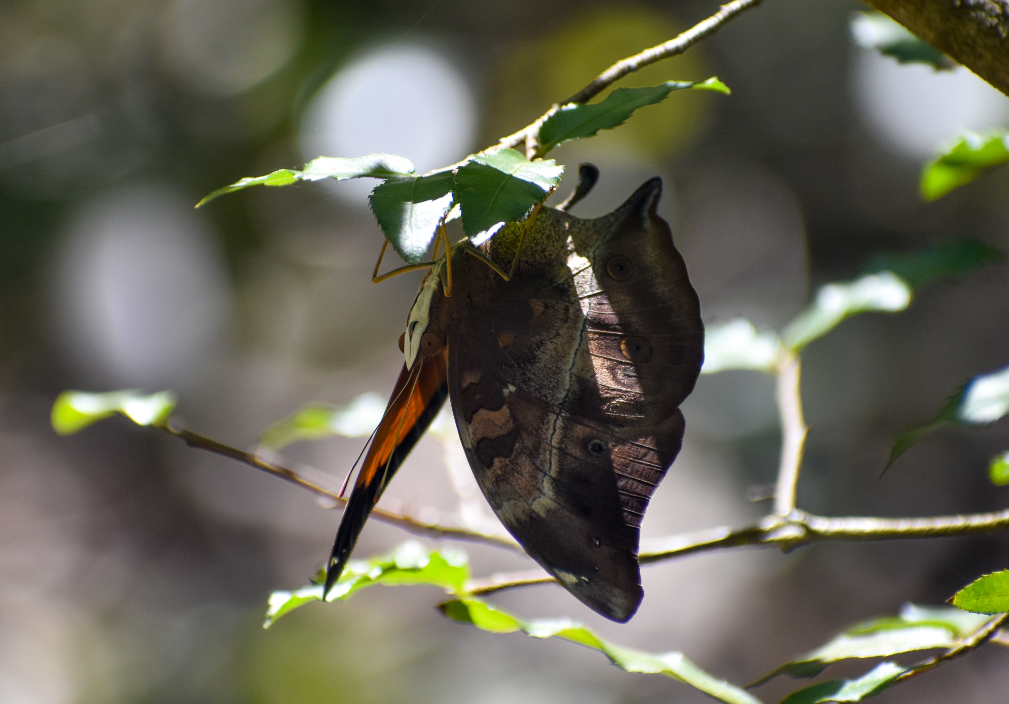 Australian Leafwing