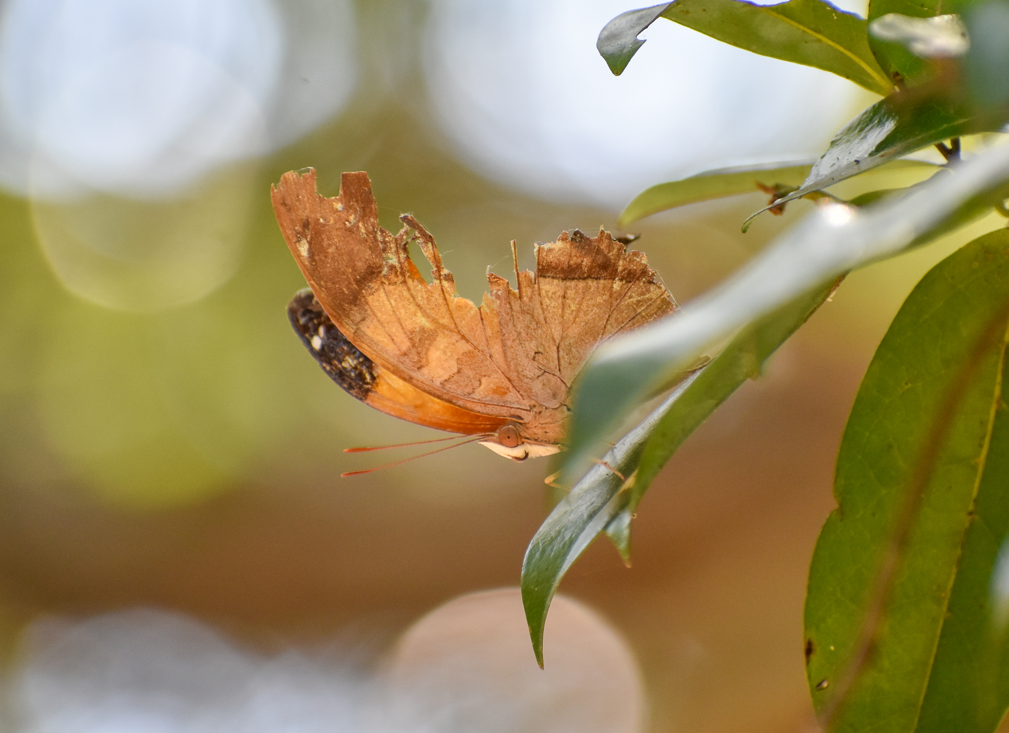 Australian Leafwing