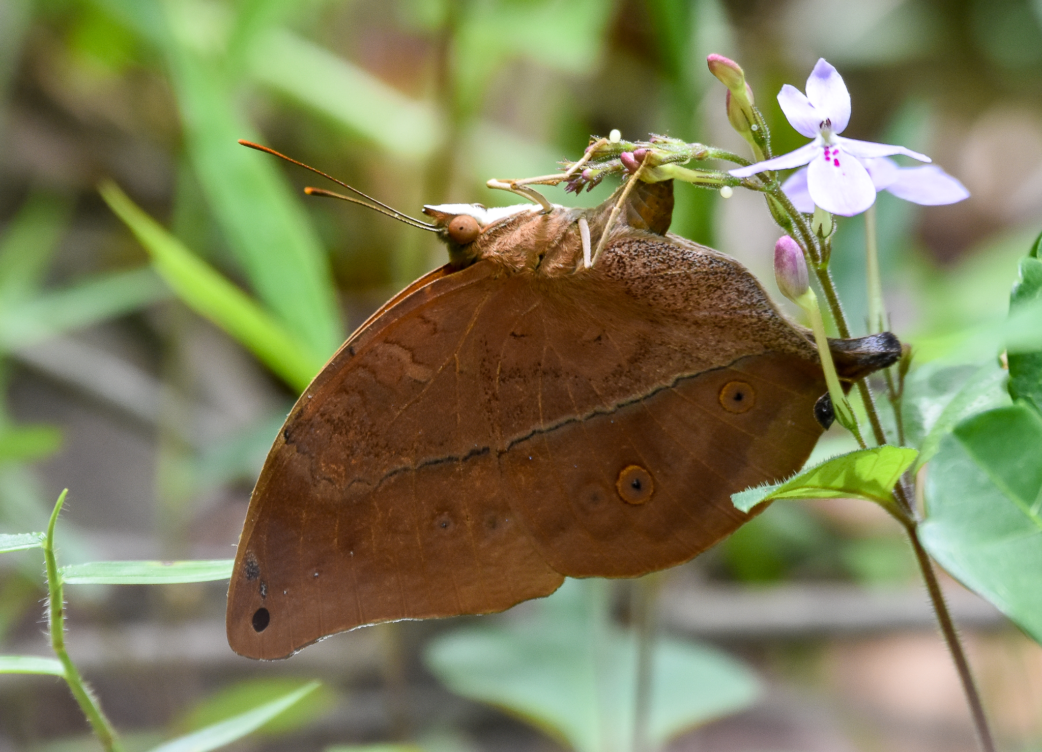 Australian Leafwing