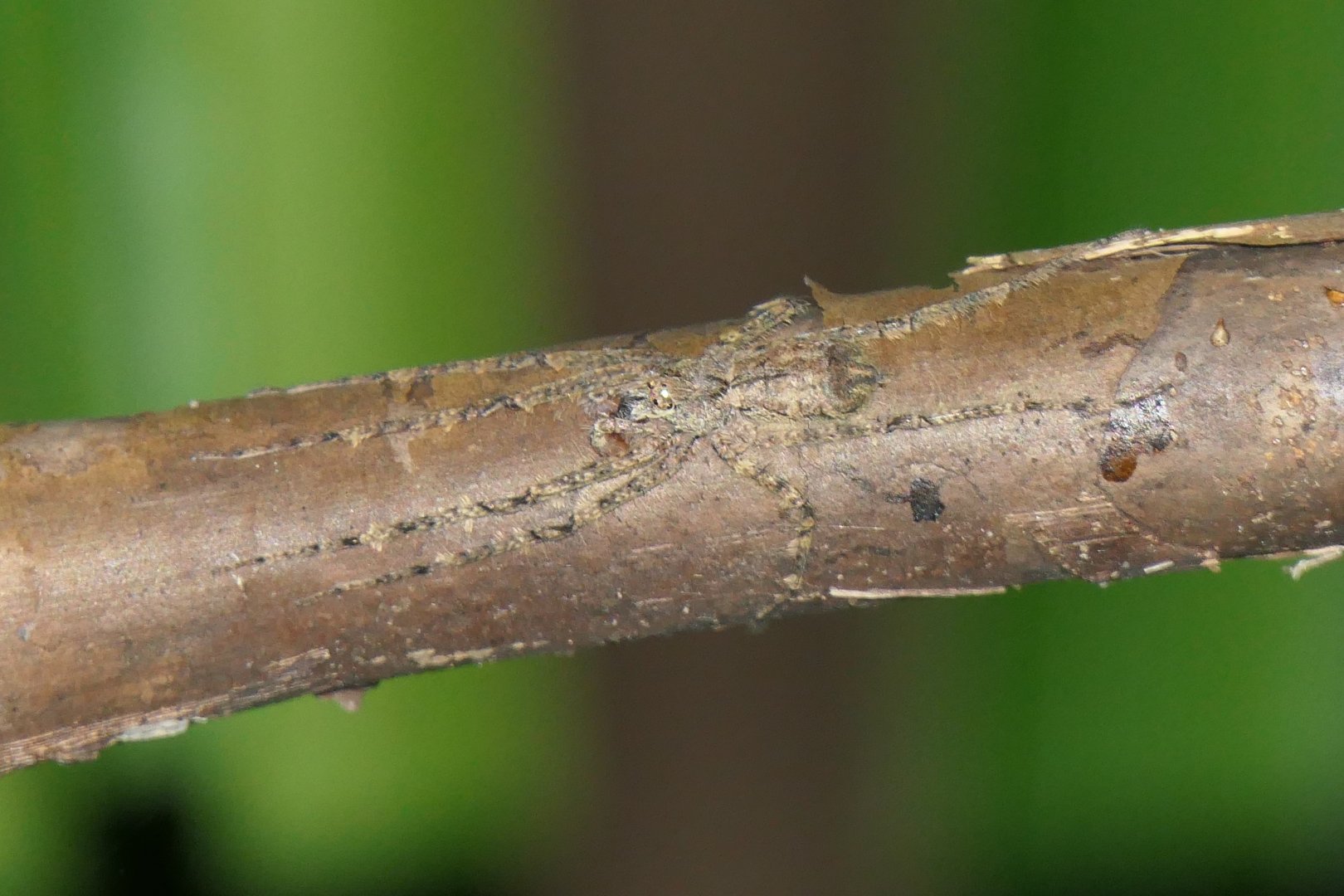 Australian Lichen Spider (Pandercetes gracilis)