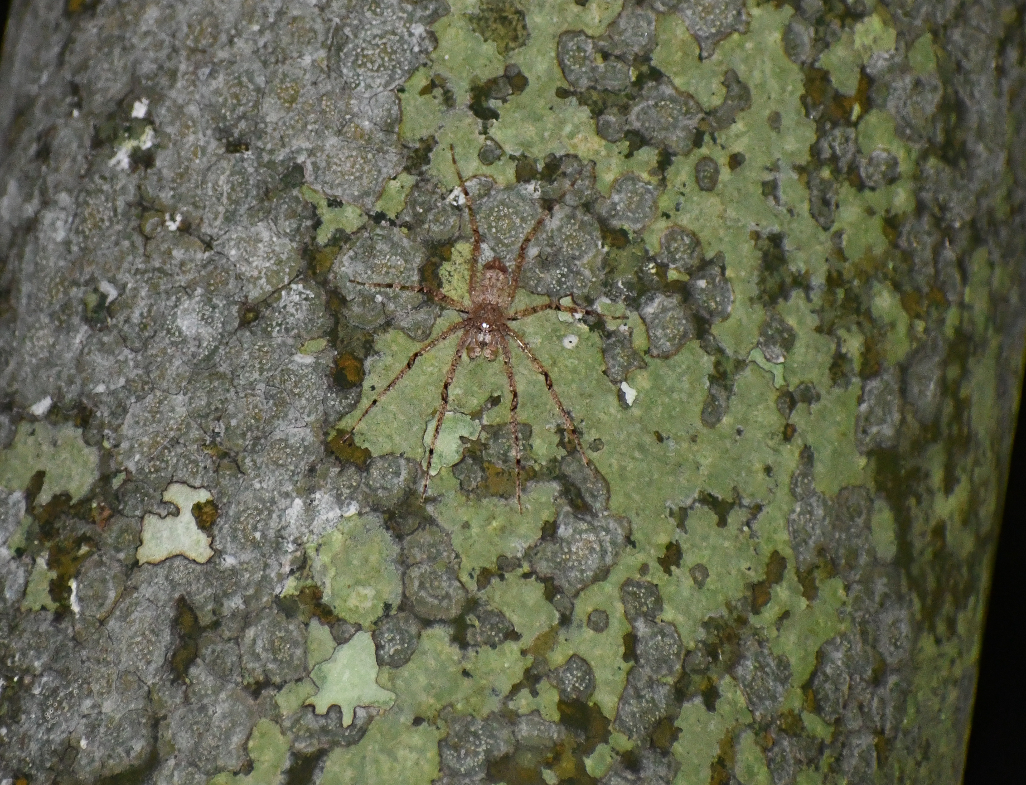 Australian Lichen Spider