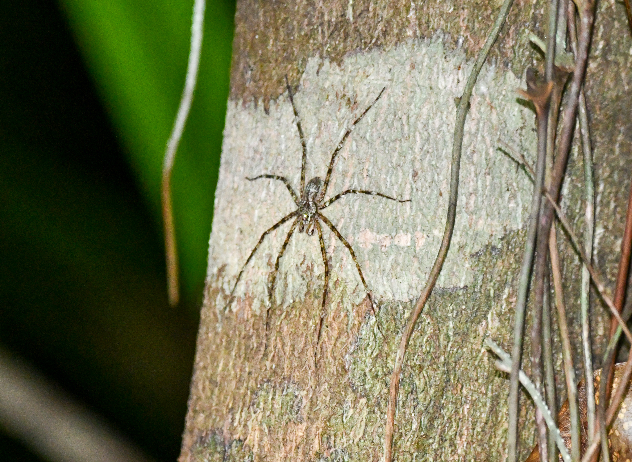 Australian Lichen Spider