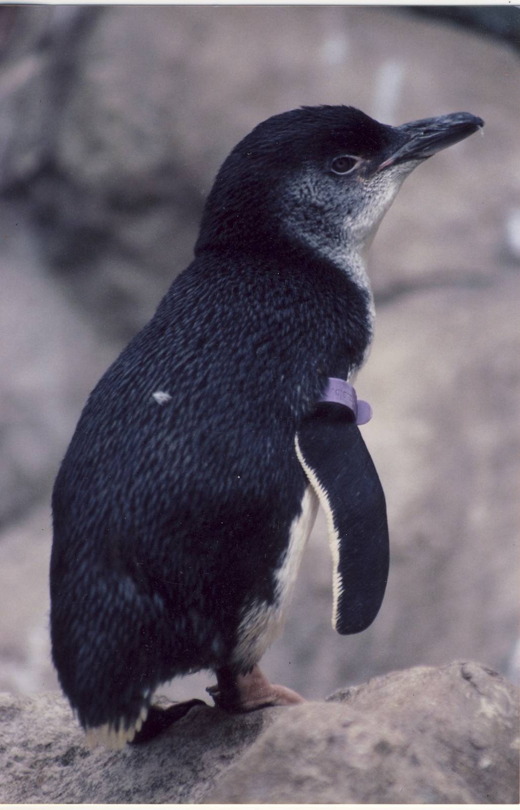 Australian Little Blue Penguin Bristol Zoo 6 August 2005