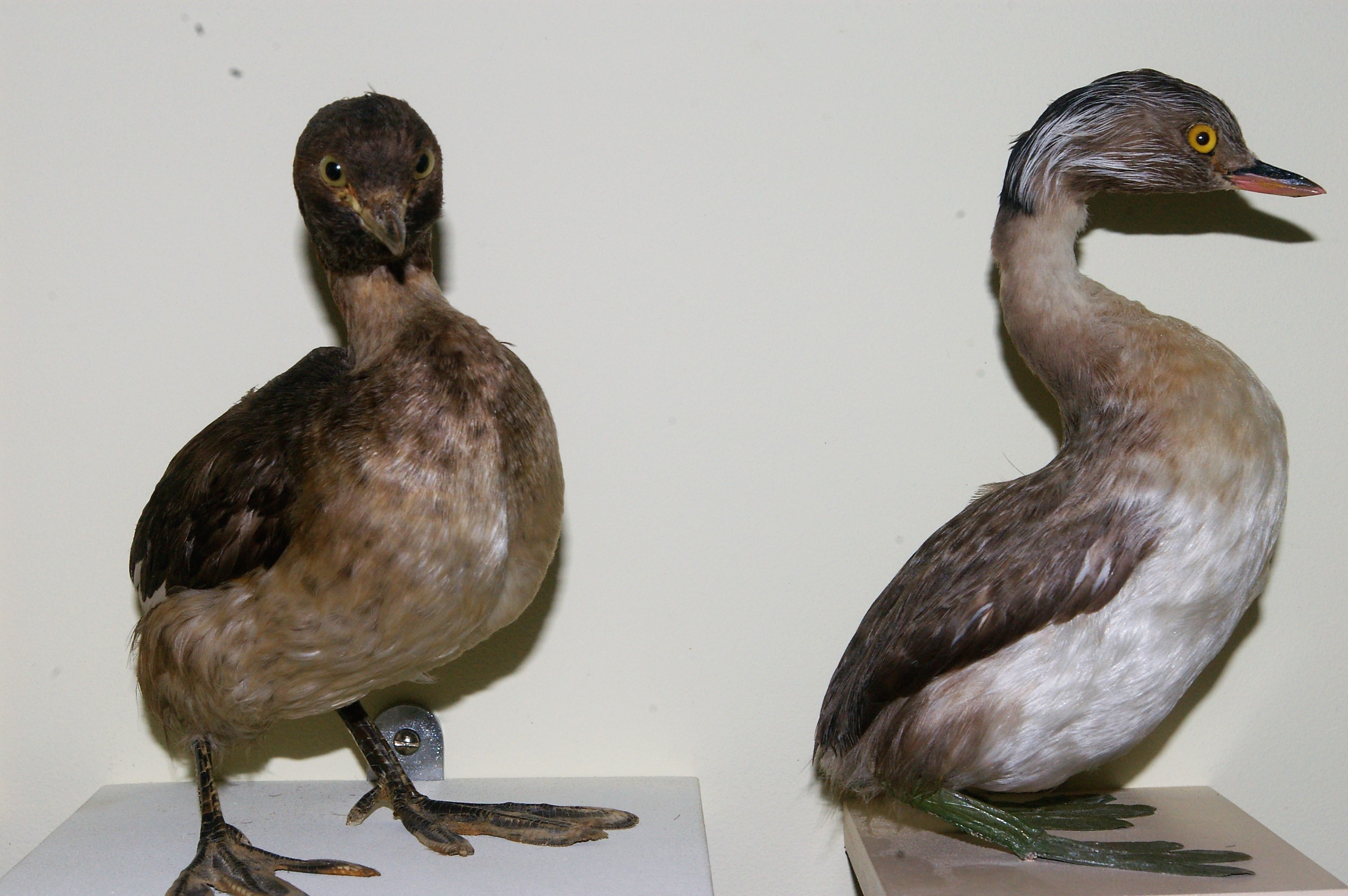 Australian Little Grebe and Hoary-headed Grebe