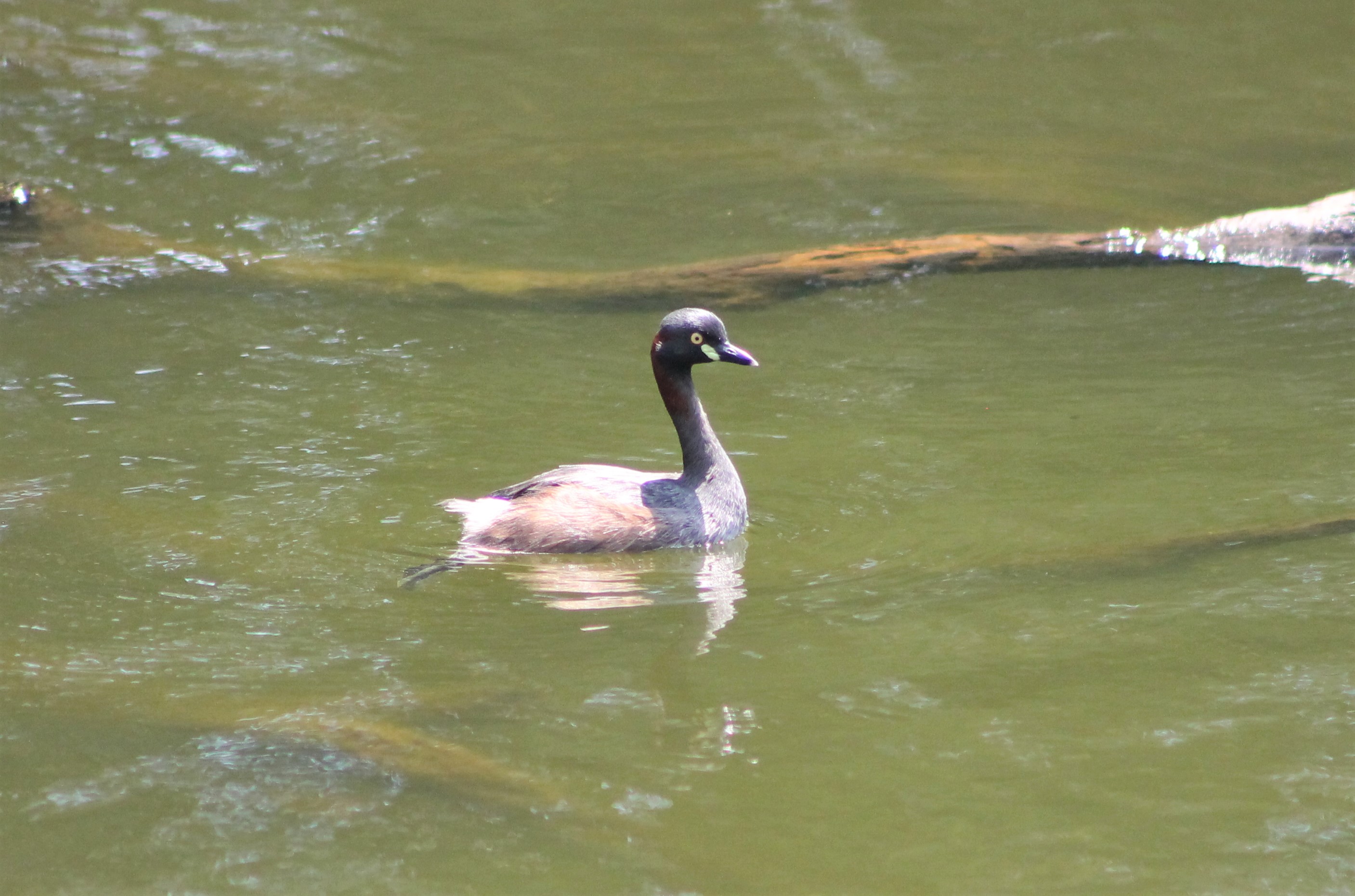 Australian Little Grebe (Tachybaptus novaehollandiae)