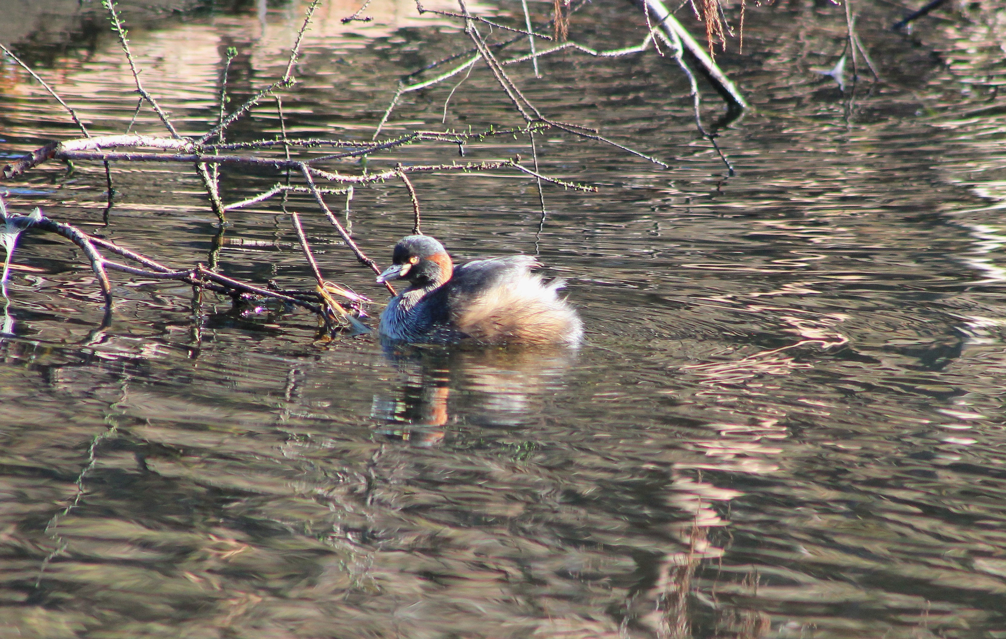 Australian Little Grebe (Tachybaptus novaehollandiae)