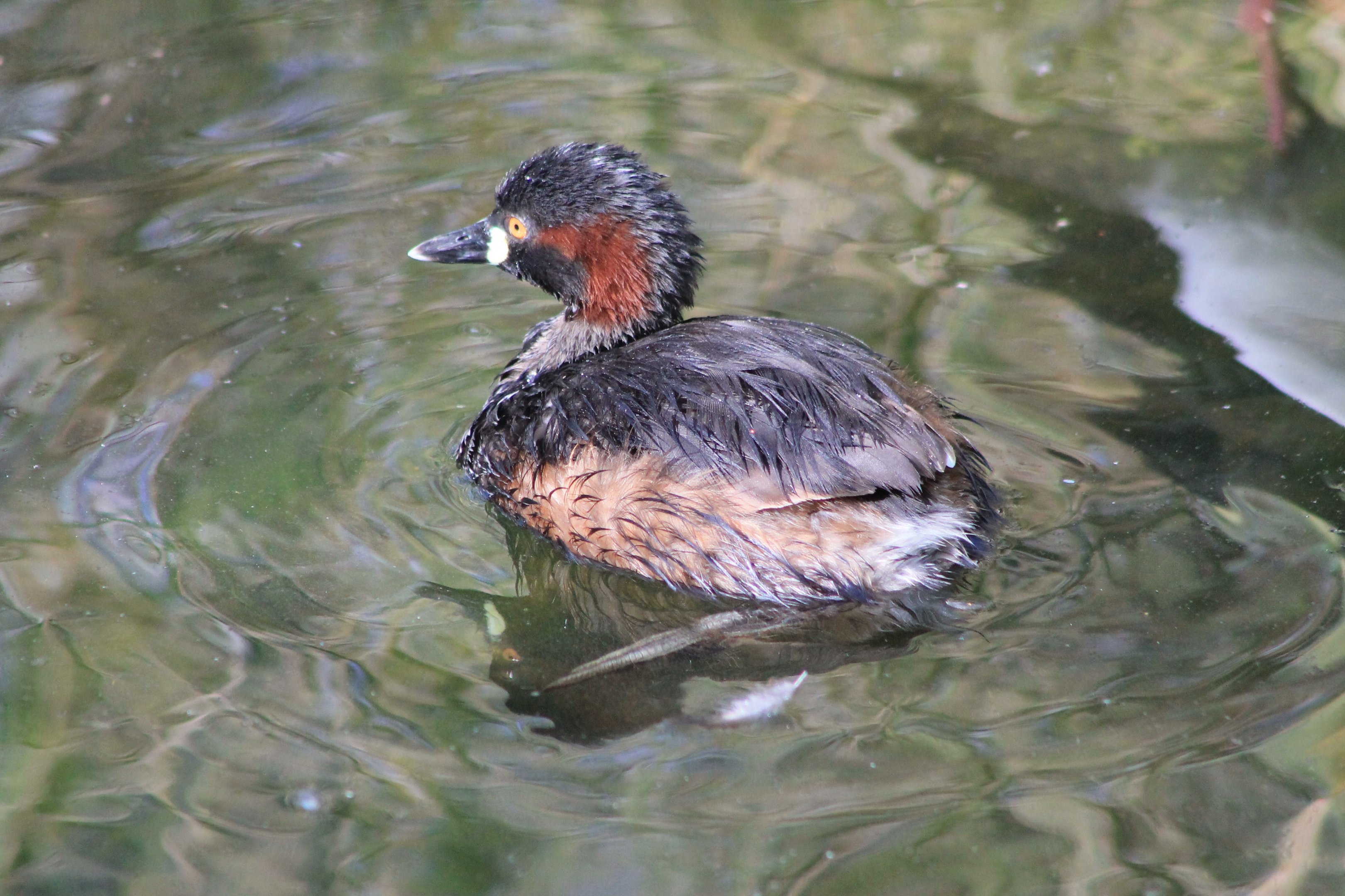 Australian Little Grebe (Tachybaptus novaehollandiae)
