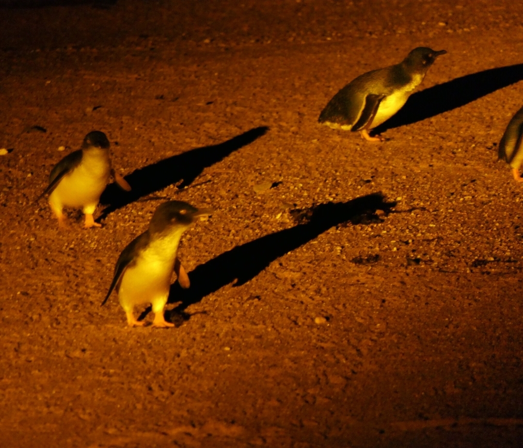 Australian Little Penguin (Eudyptula [minor] novaehollandiae)