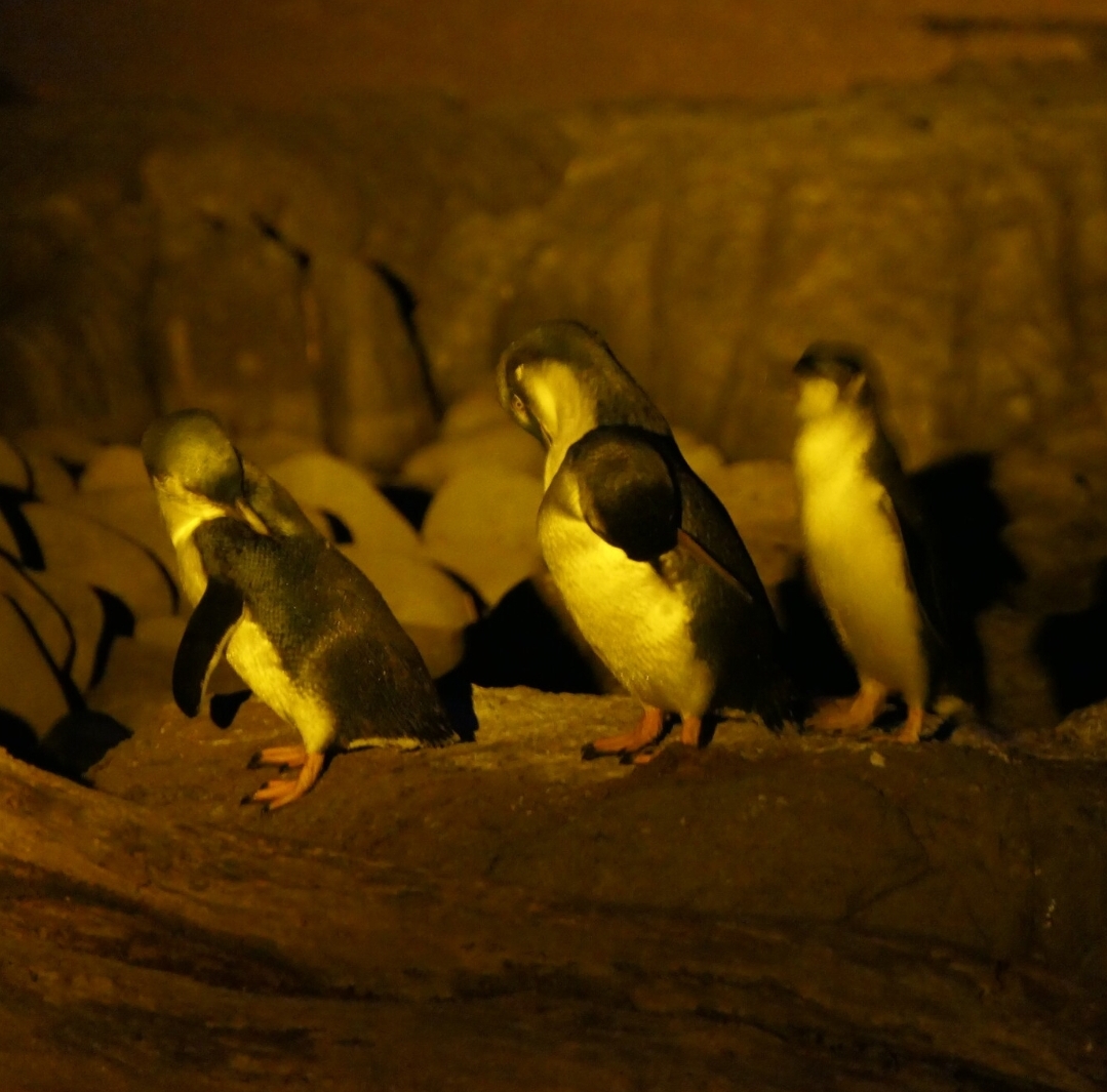 Australian Little Penguin (Eudyptula [minor] novaehollandiae)