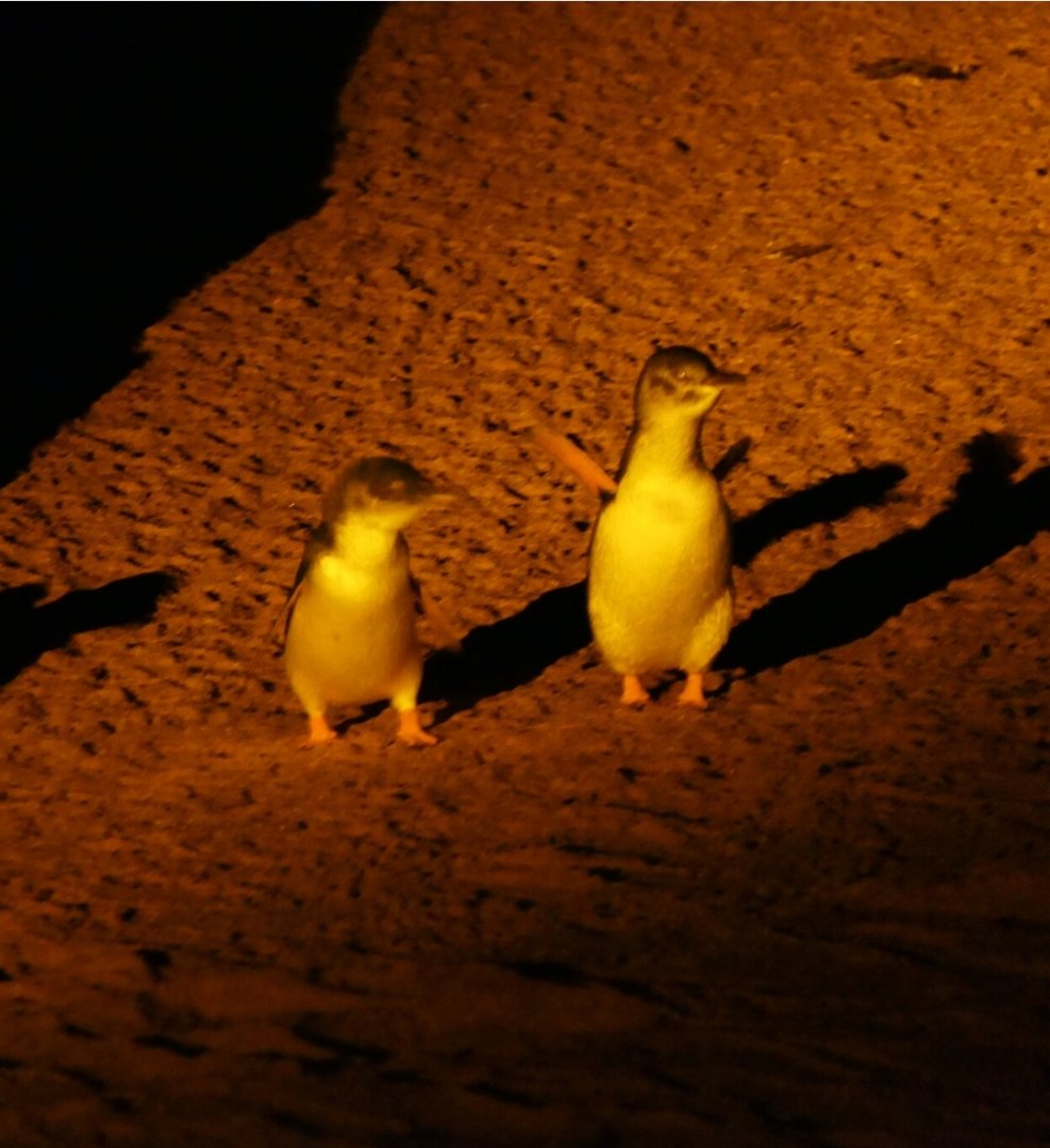 Australian Little Penguin (Eudyptula [minor] novaehollandiae)