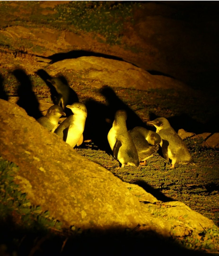 Australian Little Penguin (Eudyptula [minor] novaehollandiae)