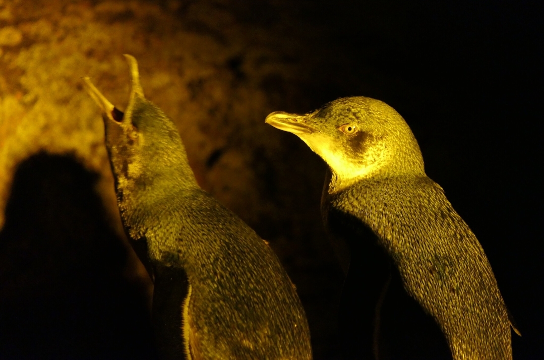 Australian Little Penguin (Eudyptula [minor] novaehollandiae)