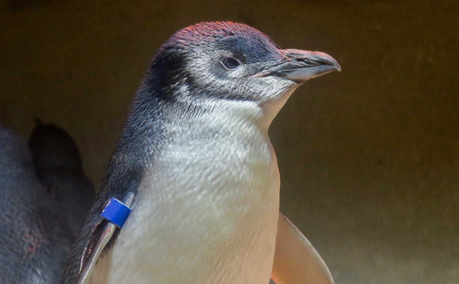 Australian Little Penguin (Eudyptula novaehollandiae)