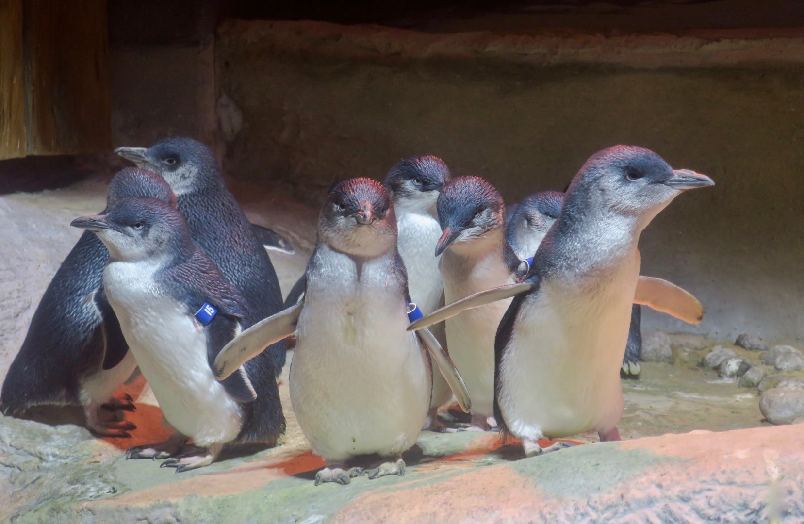 Australian Little Penguin (Eudyptula novaehollandiae)