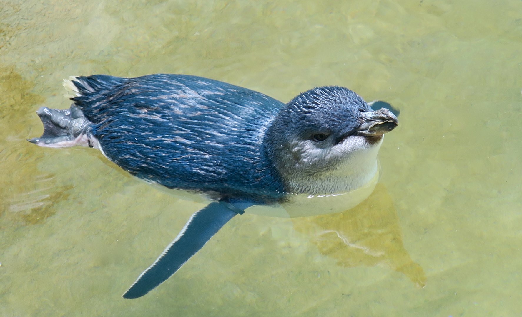 Australian Little Penguin (Eudyptula novaehollandiae)