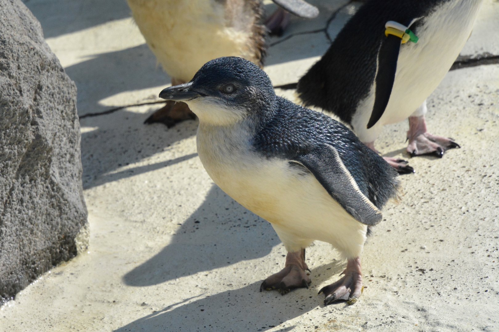 Australian little penguin (Eudyptula novaehollandiae)