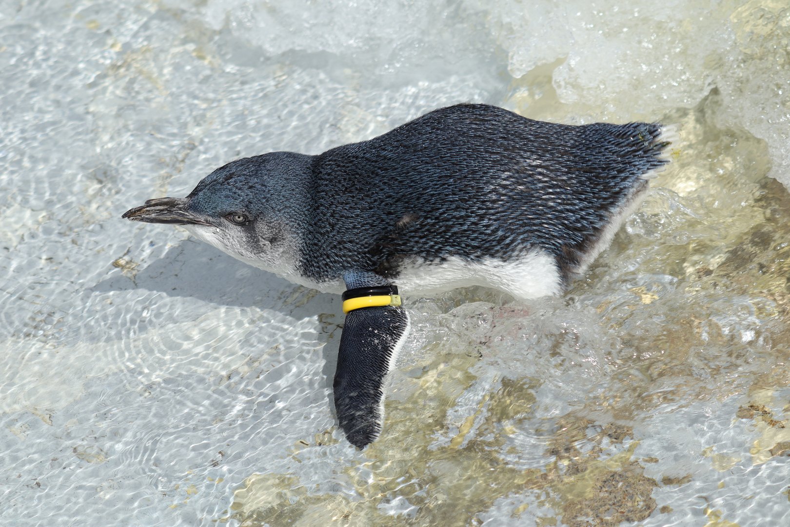 Australian little penguin (Eudyptula novaehollandiae)