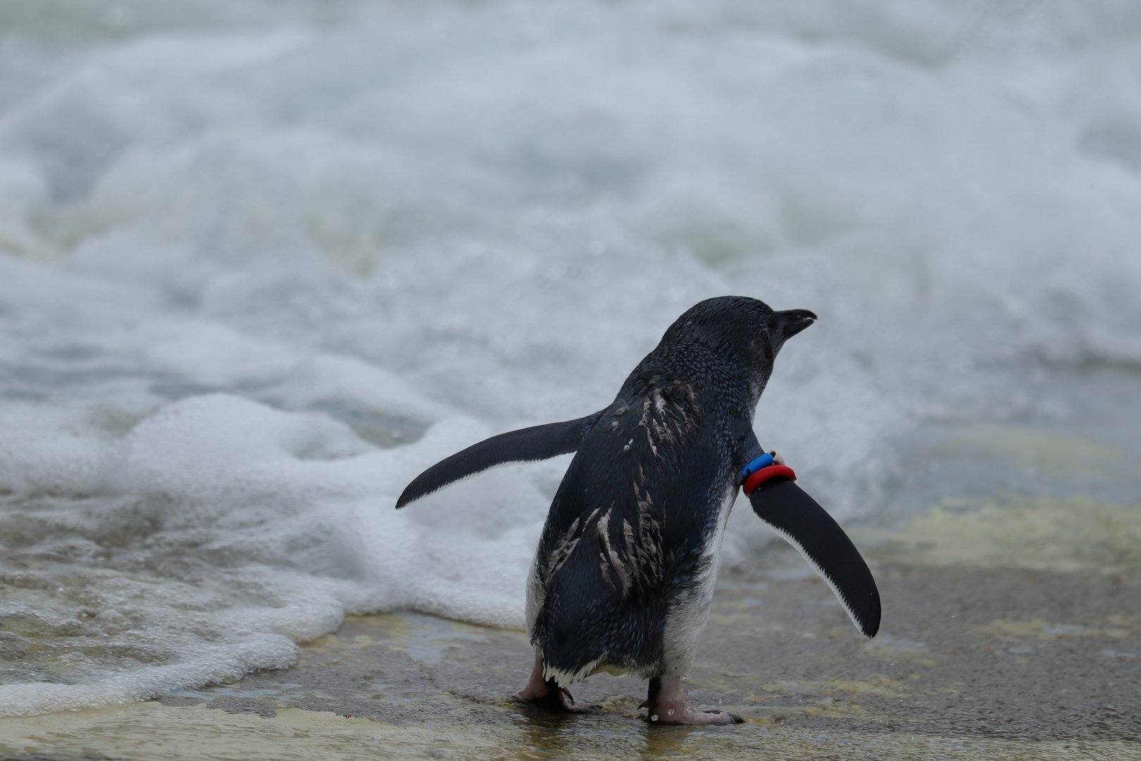 Australian little penguin (Eudyptula novaehollandiae)