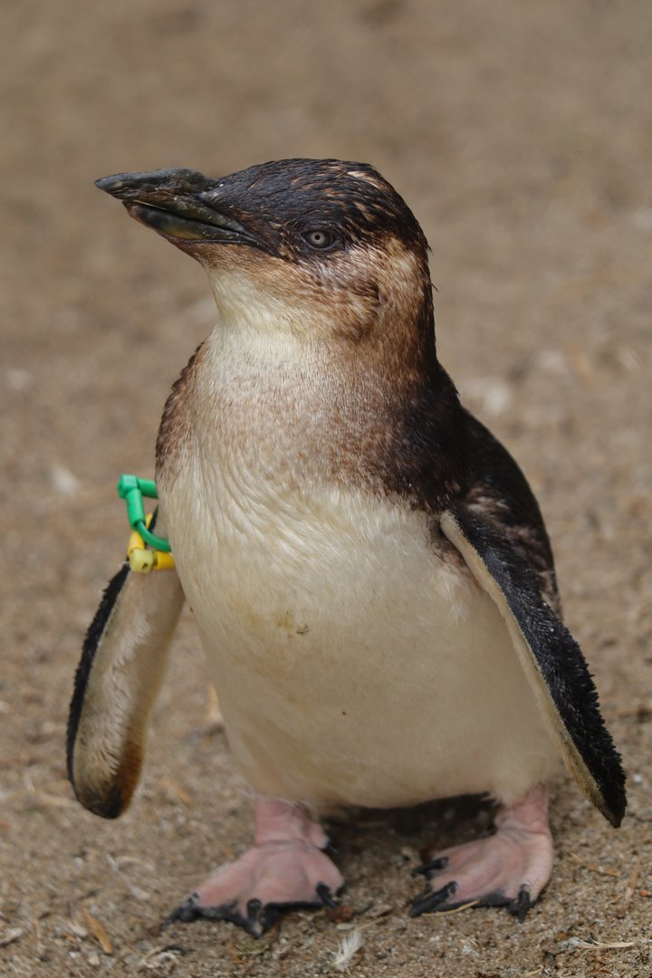 Australian little penguin (Eudyptula novaehollandiae)