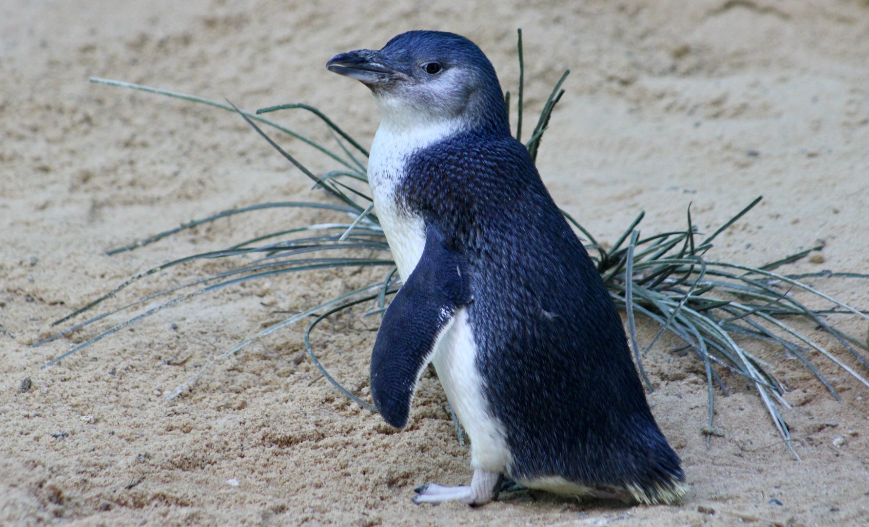 Australian Little Penguin ( Eudyptula novaehollandiae)