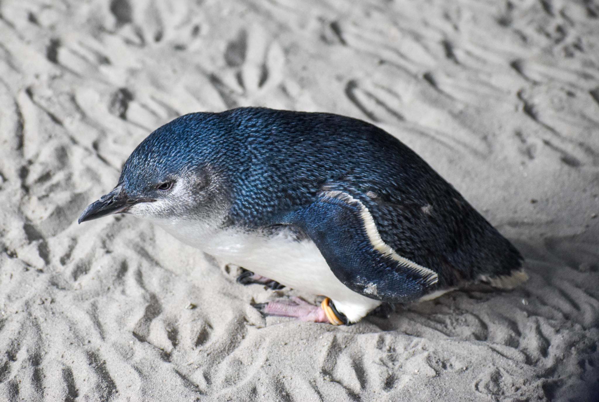Australian Little Penguin