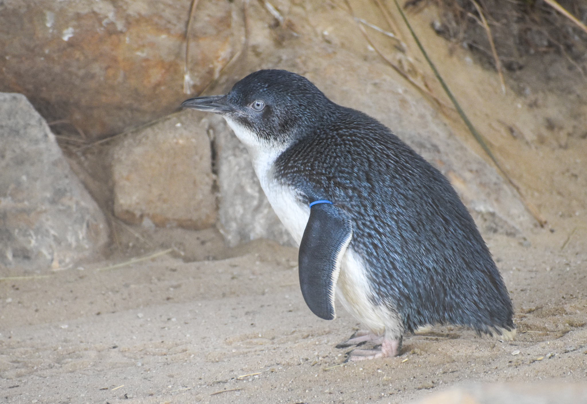 Australian Little Penguin