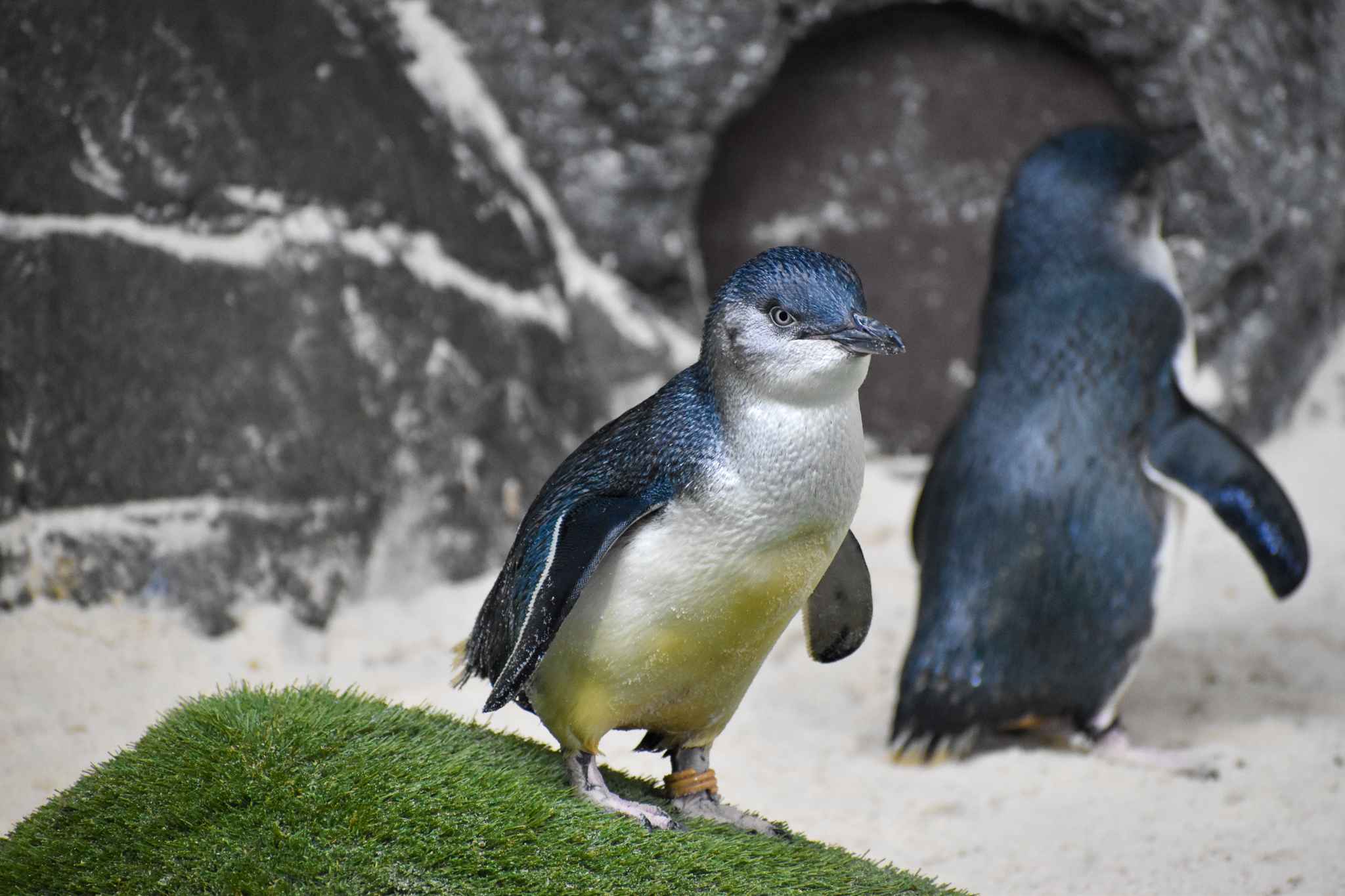 Australian Little Penguin