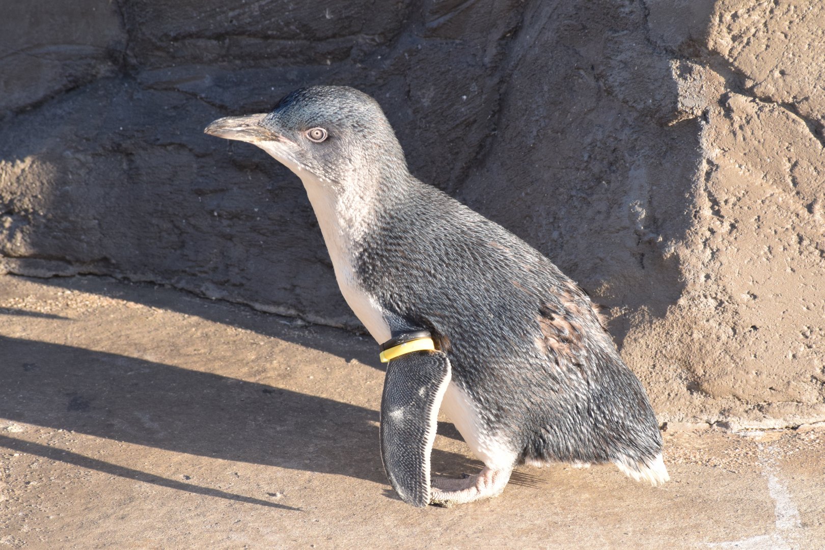 Australian little penguin
