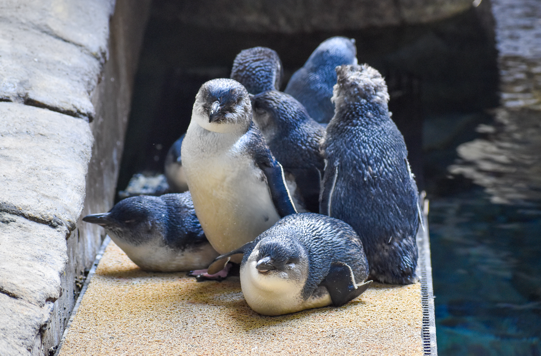 Australian Little Penguins