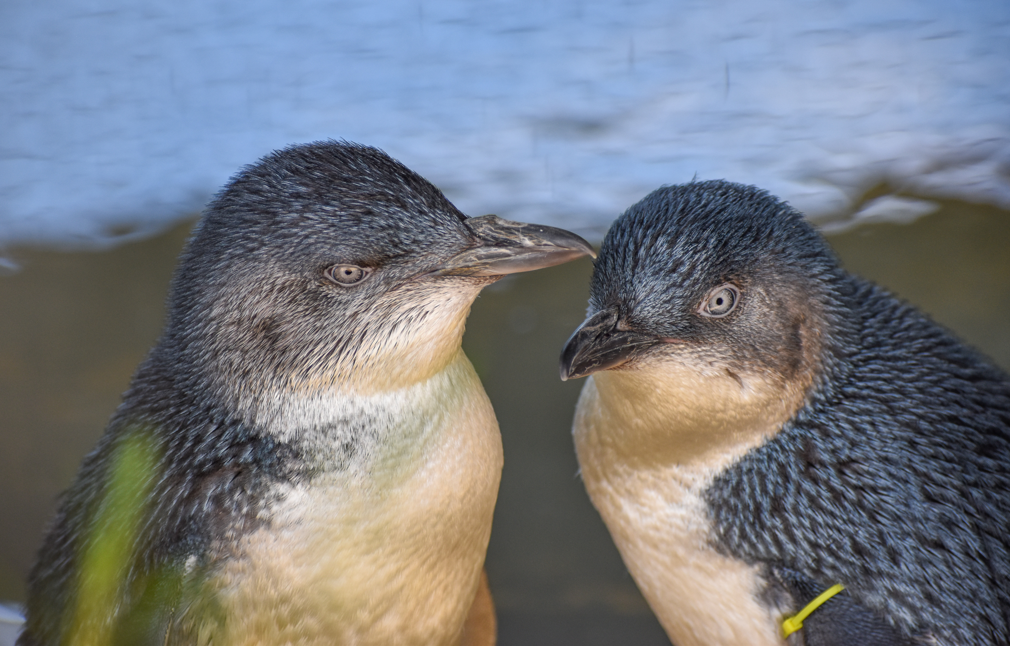 Australian Little Penguins