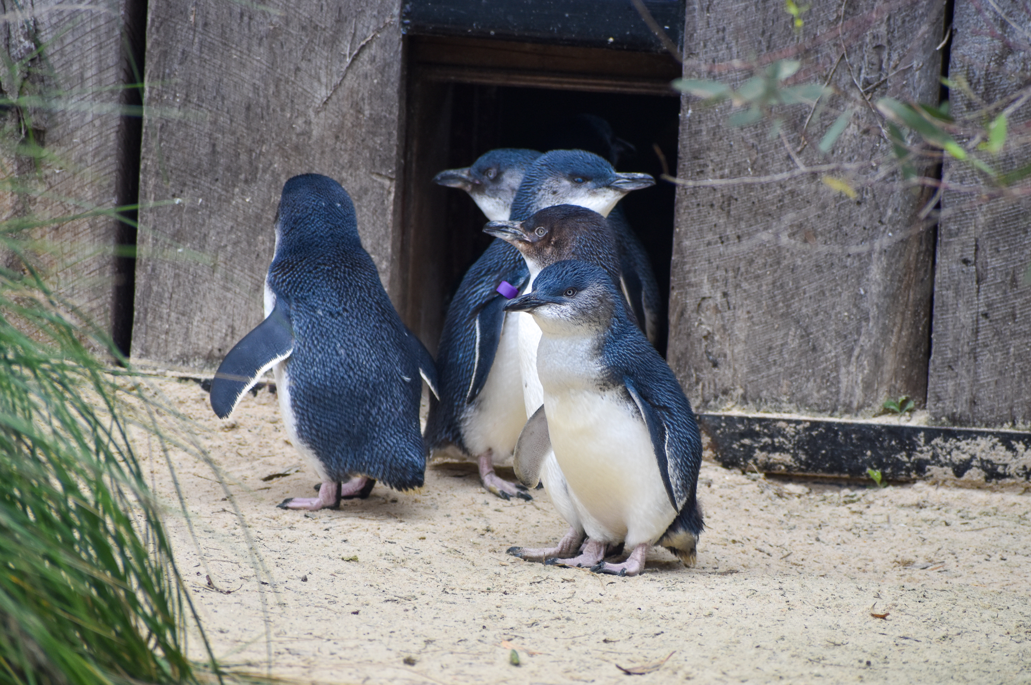Australian Little Penguins