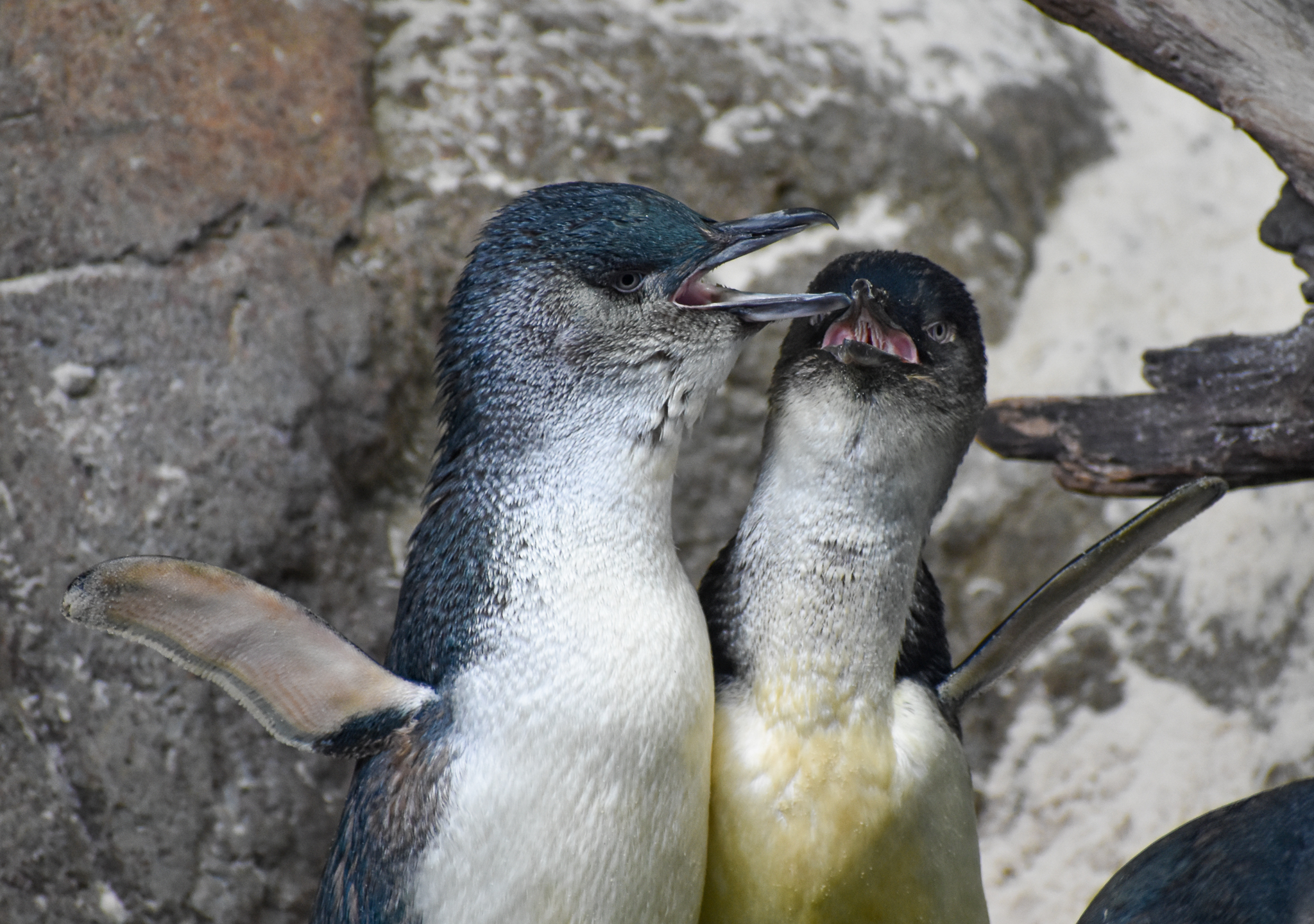 Australian Little Penguins