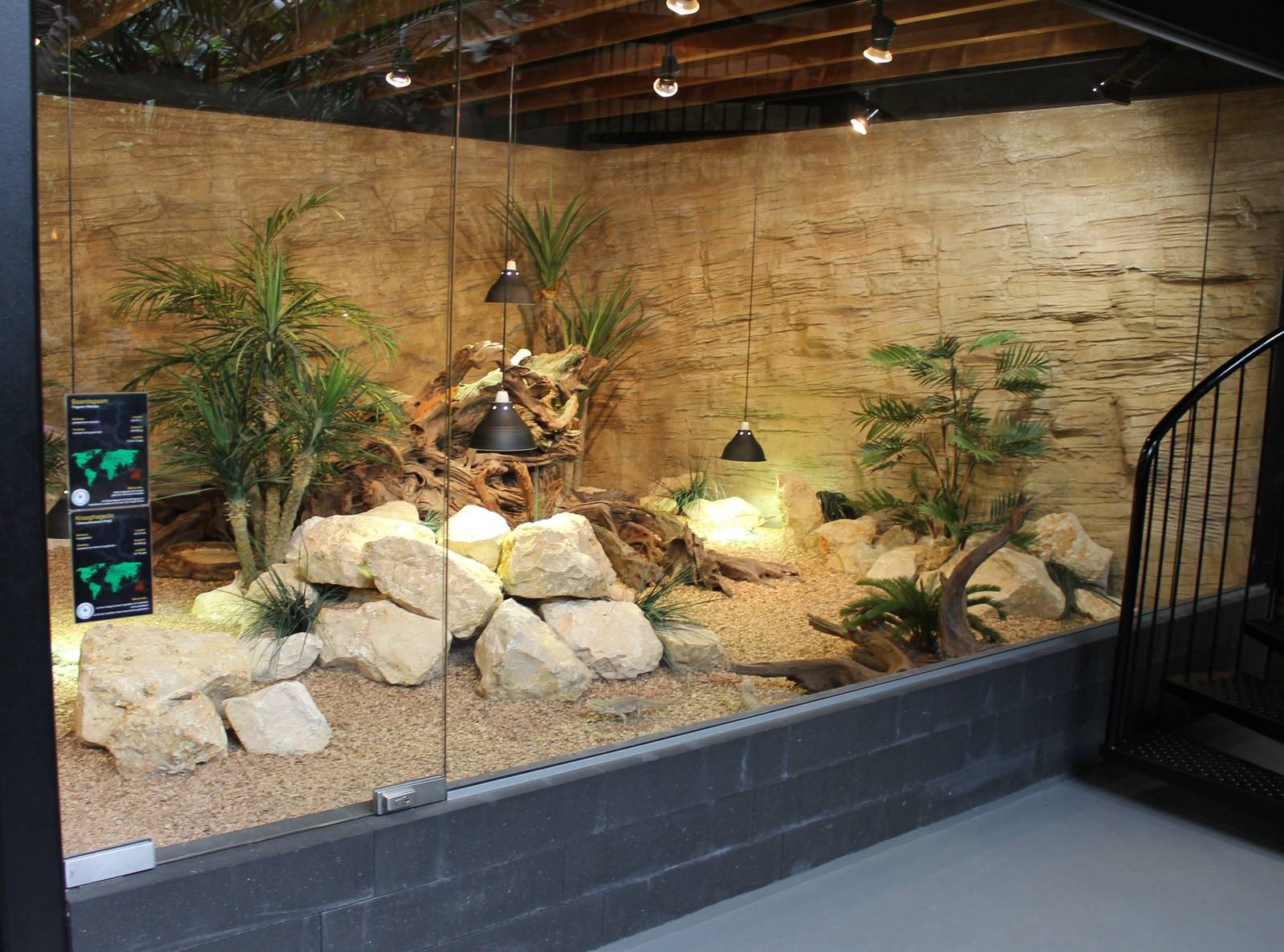 Australian lizard enclosure