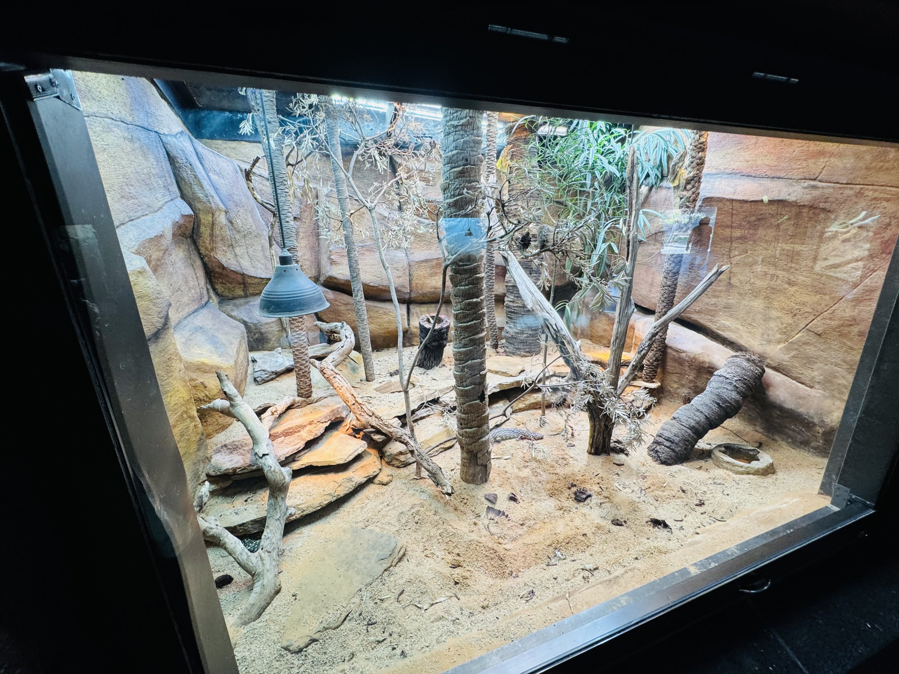 Australian lizard enclosure