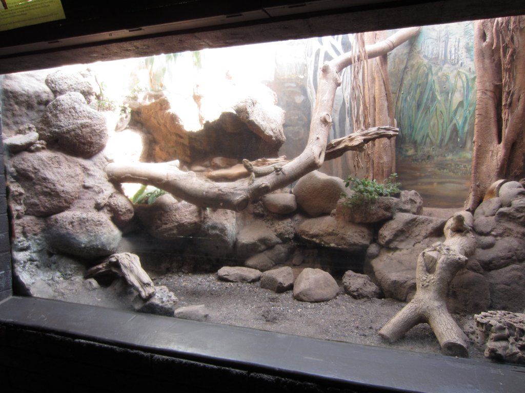 Australian Lizard exhibit