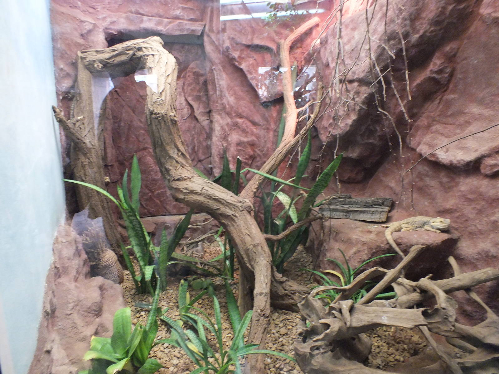 Australian Lizard Exhibit