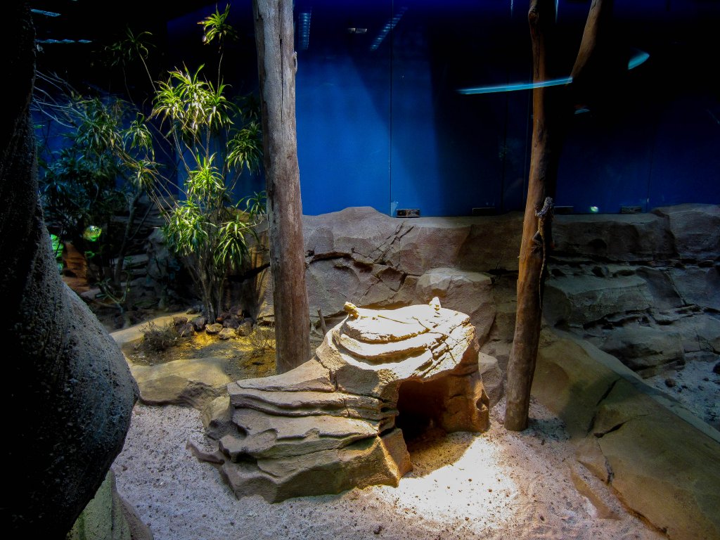 Australian Lizard exhibit