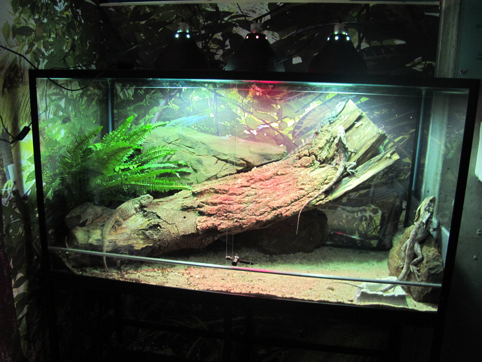 Australian Lizard Tank - Bergen Akvariet 2012