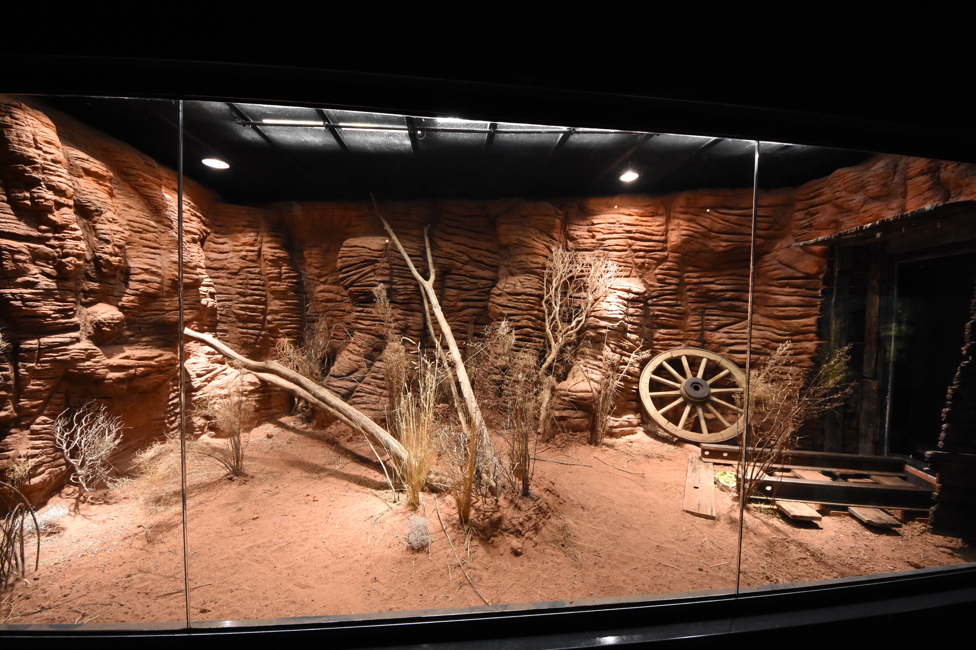 Australian lizard terrarium