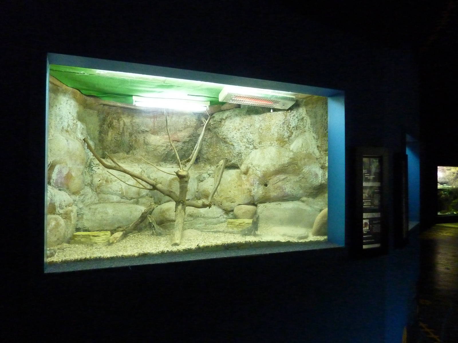 Australian lizards, 10th April 2012