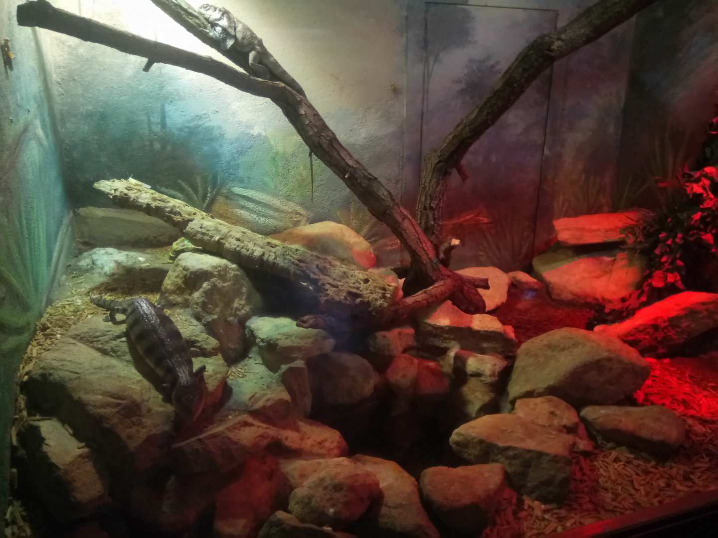 Australian Lizards Terrarium