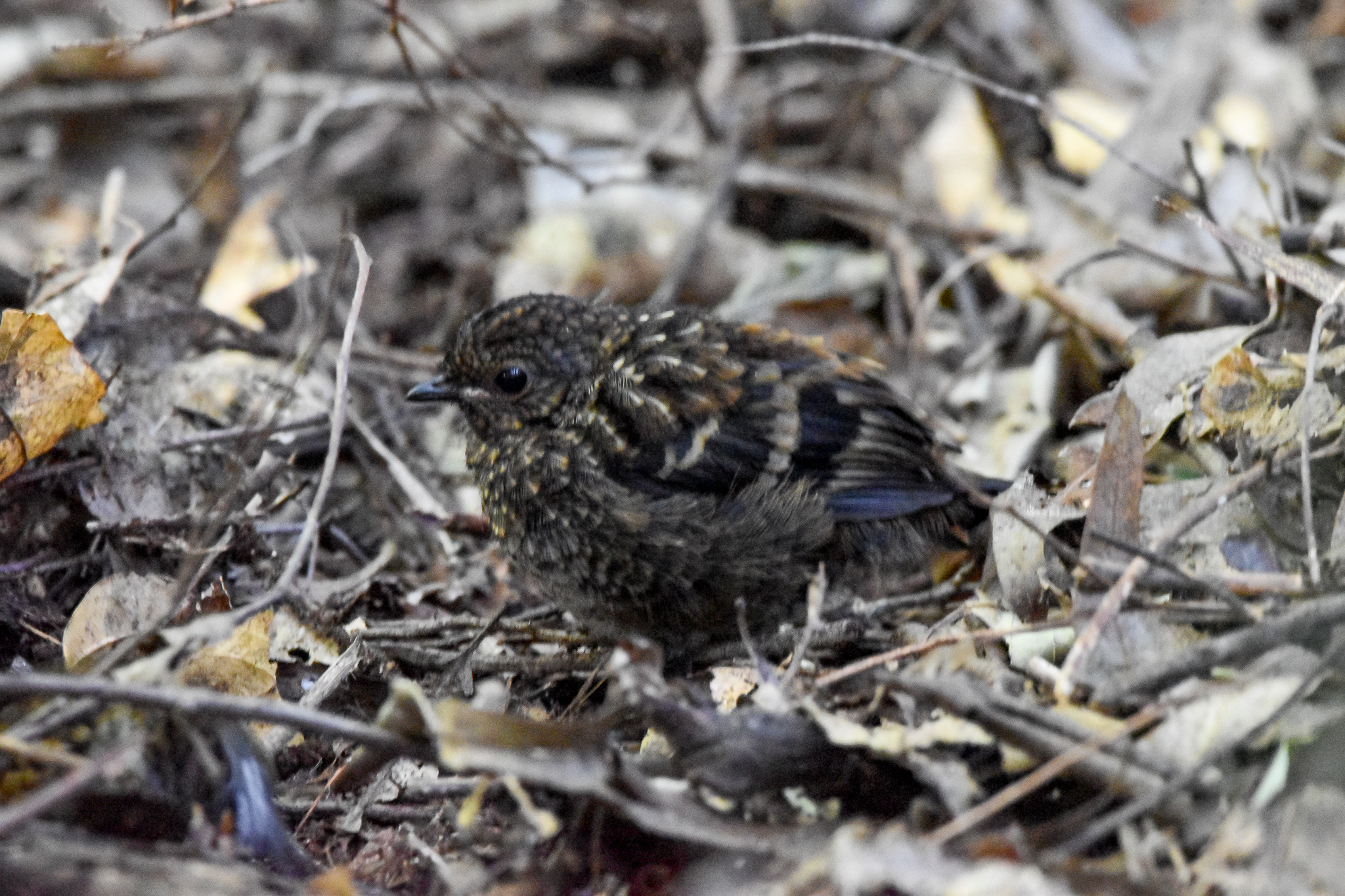 Australian Logrunner chick