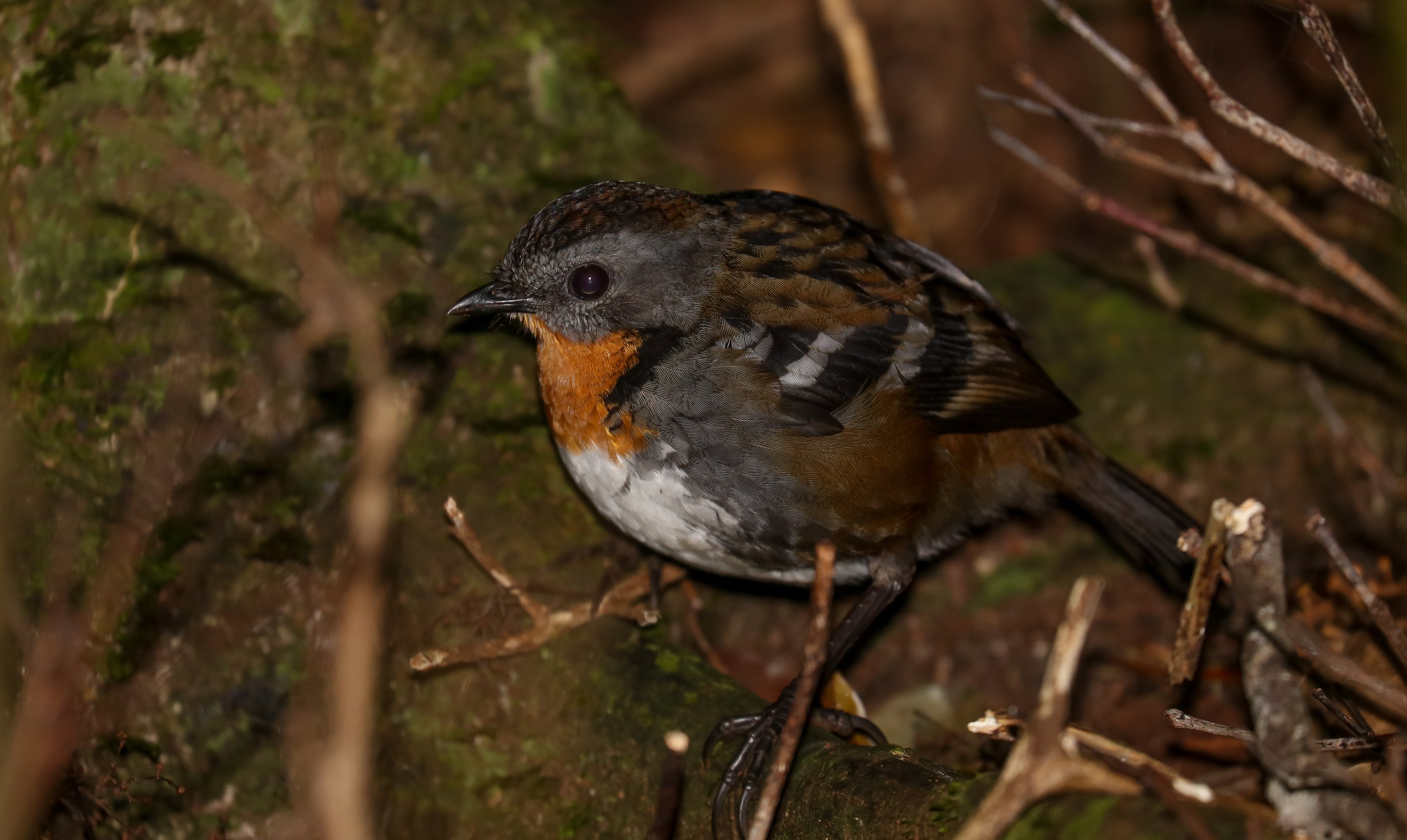 Australian Logrunner female