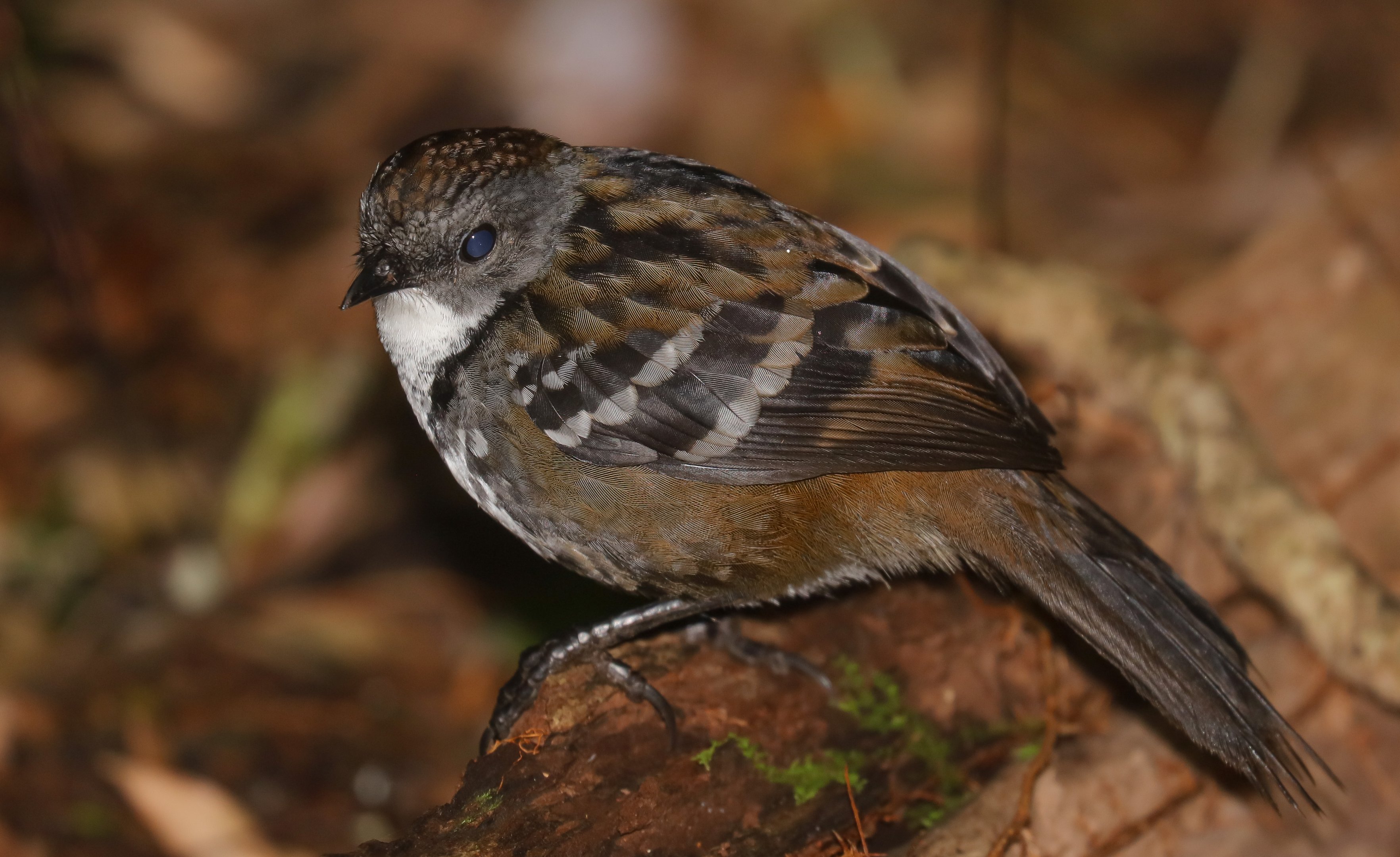 Australian Logrunner male