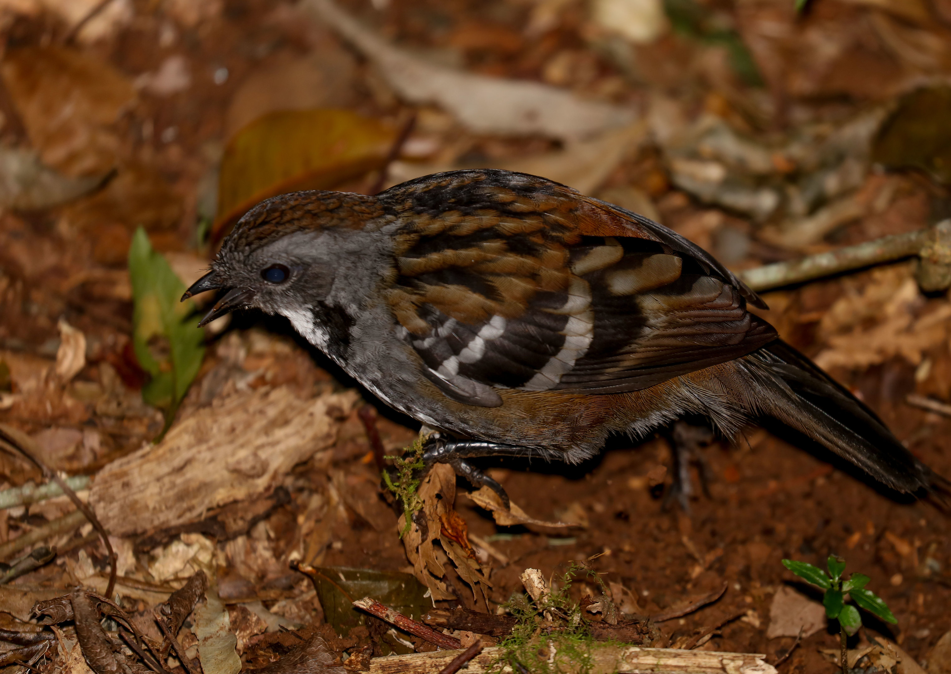 Australian Logrunner vocalising