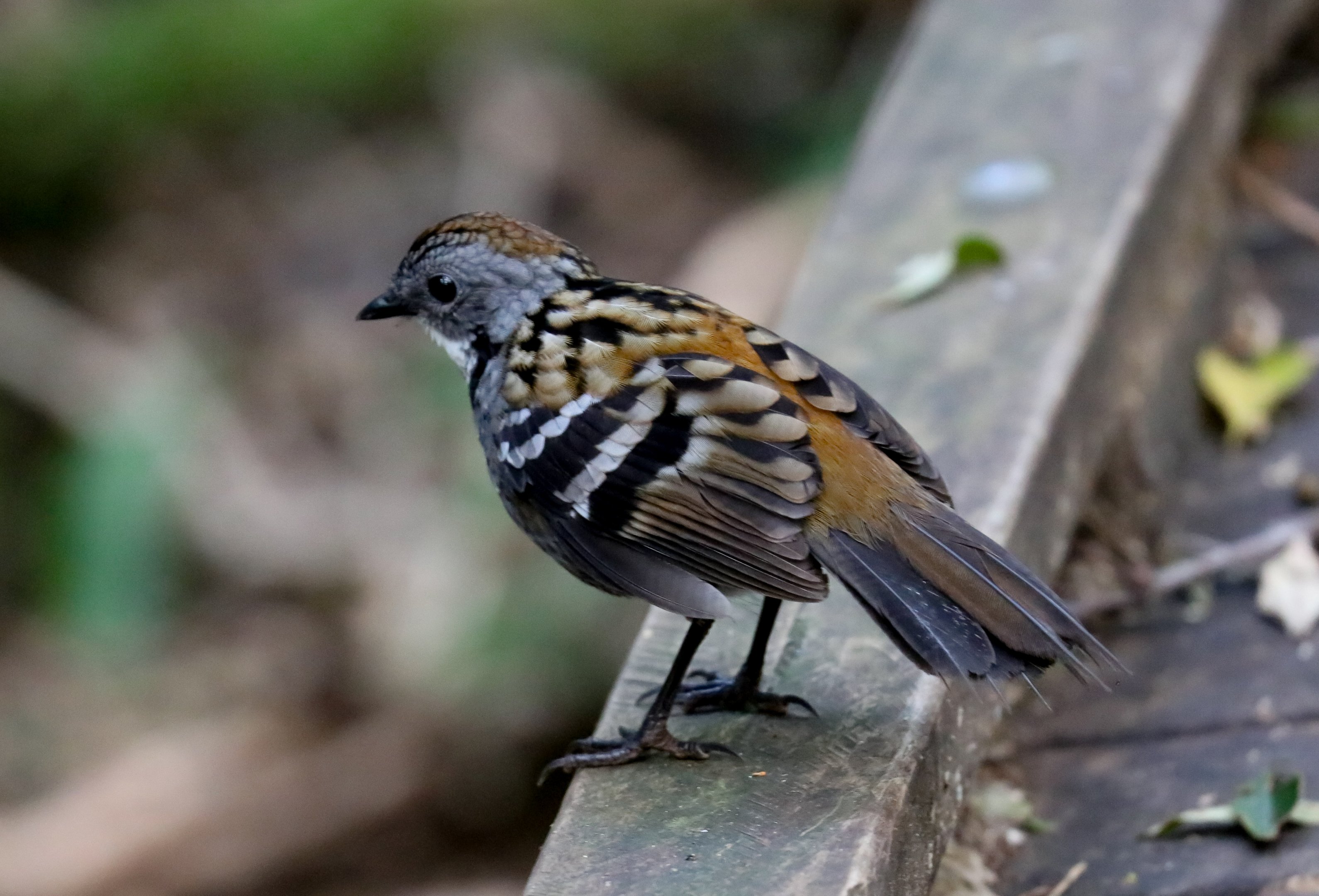Australian Logrunner