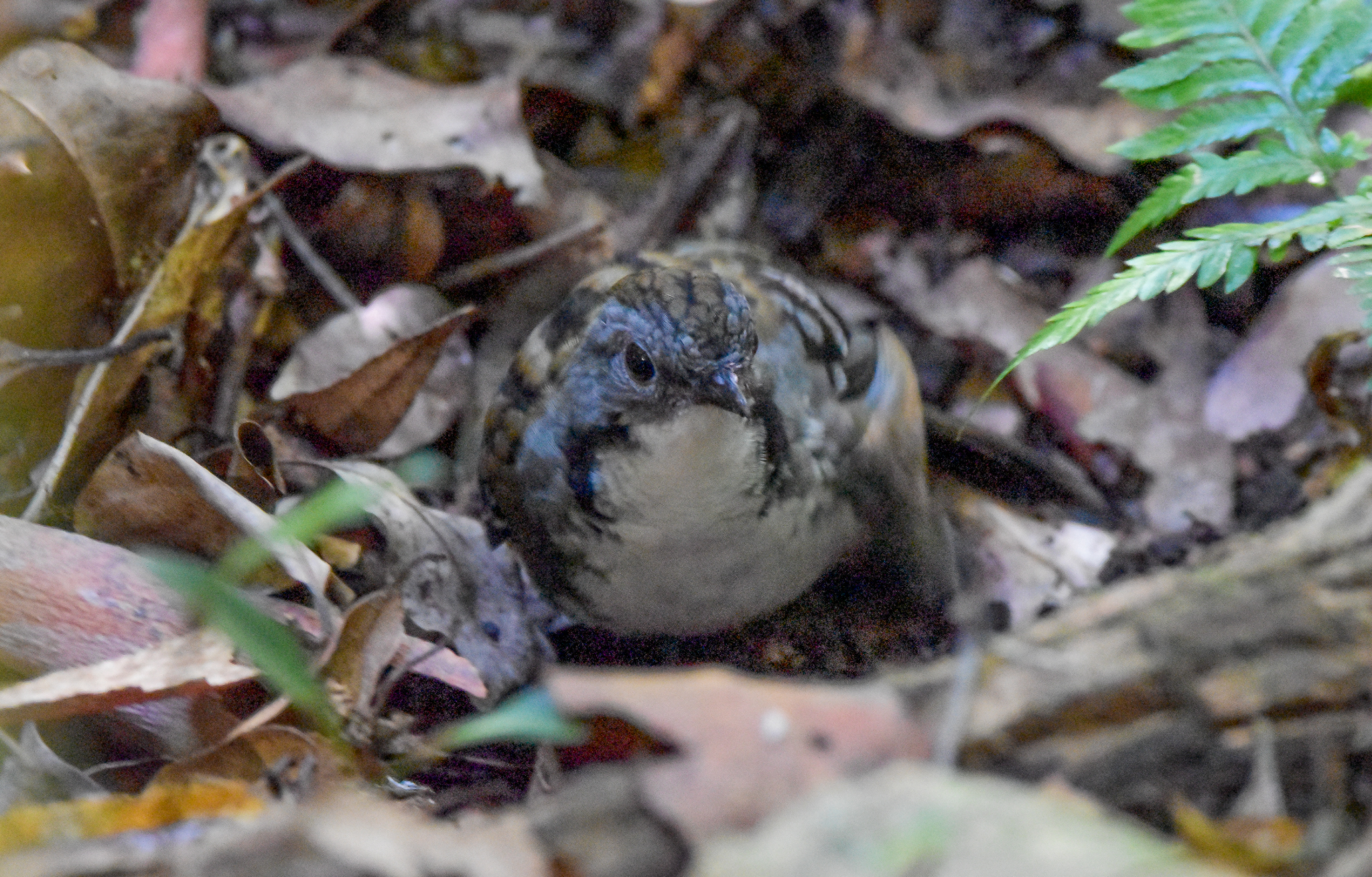 Australian Logrunner